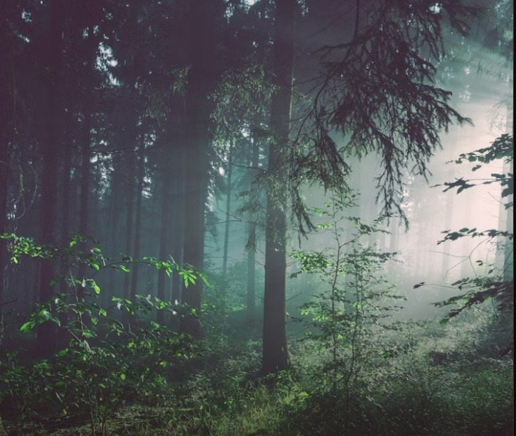 Shade-grown Arabica coffee growing under forest canopy
