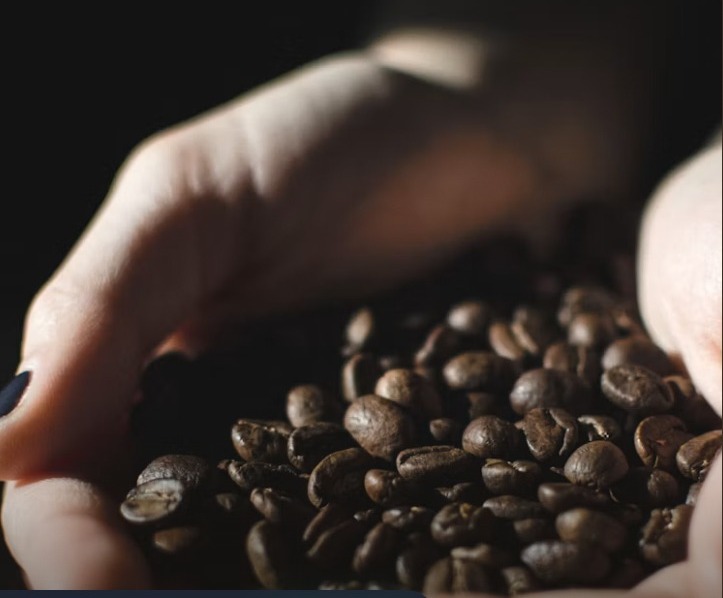 Hands sorting coffee cherries and beans by ripeness